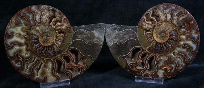 Cut and Polished Ammonite Pair - Agatized #8136